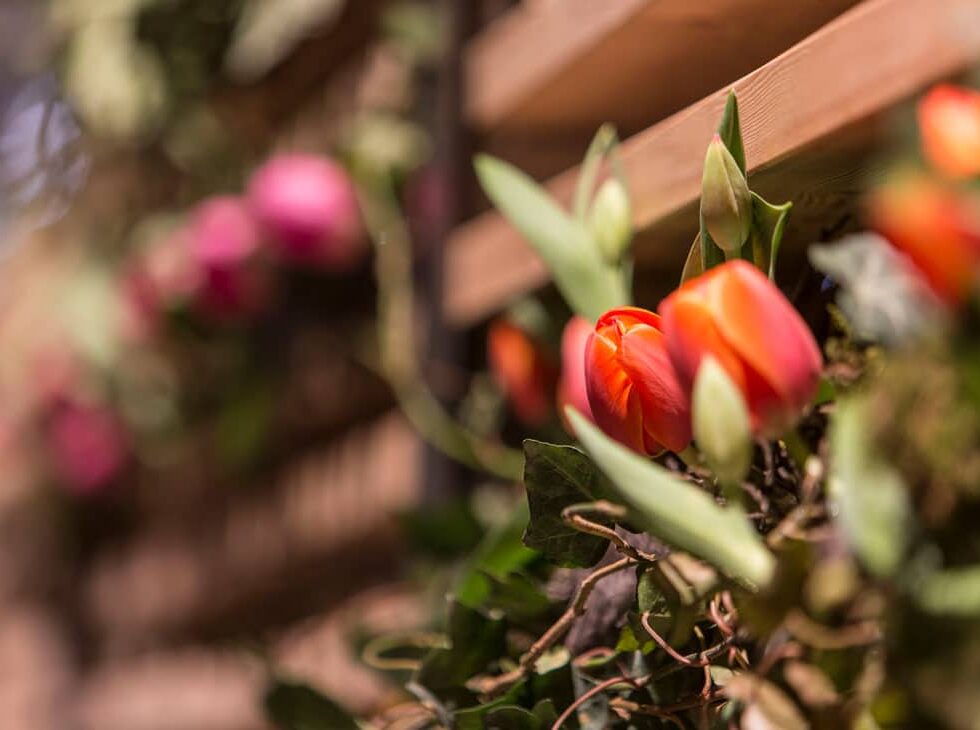 Bachofer AG Giardina Tulpen